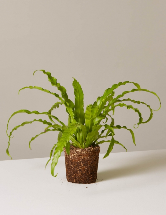 Low Light Plants For Bedroom Bird’s Nest Fern | Bedroom Plants, House Plants, Plants Picture 685