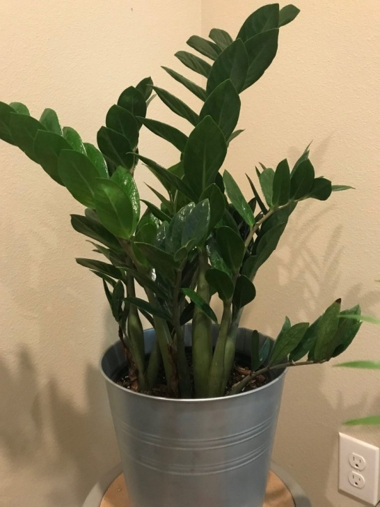 Low Light Plants For Bedroom Low- Light Houseplants For Your Bedroom – Frugal Blossom Photo 435