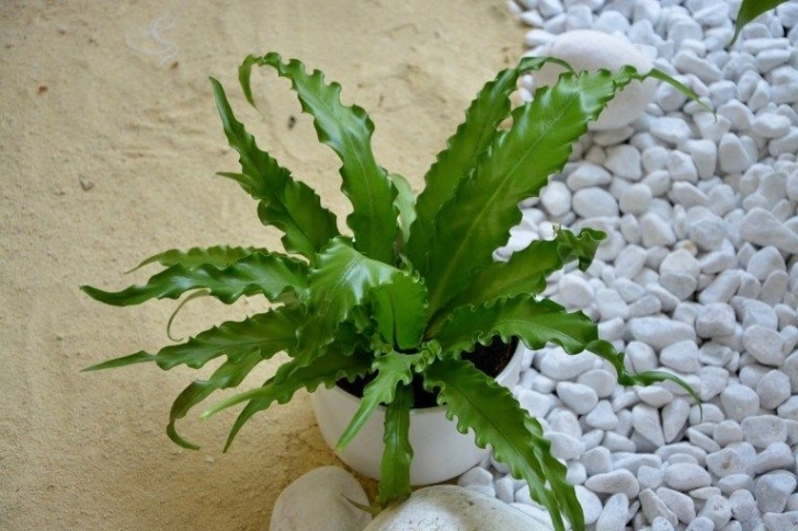 Low Light Plants For Bedroom Low Light Plants For The Bedroom | Low Light Plants Image 908