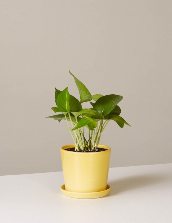 Low Light Plants For Bedroom Marble Queen Pothos | Plants, Best Plants For Bedroom Picture 838