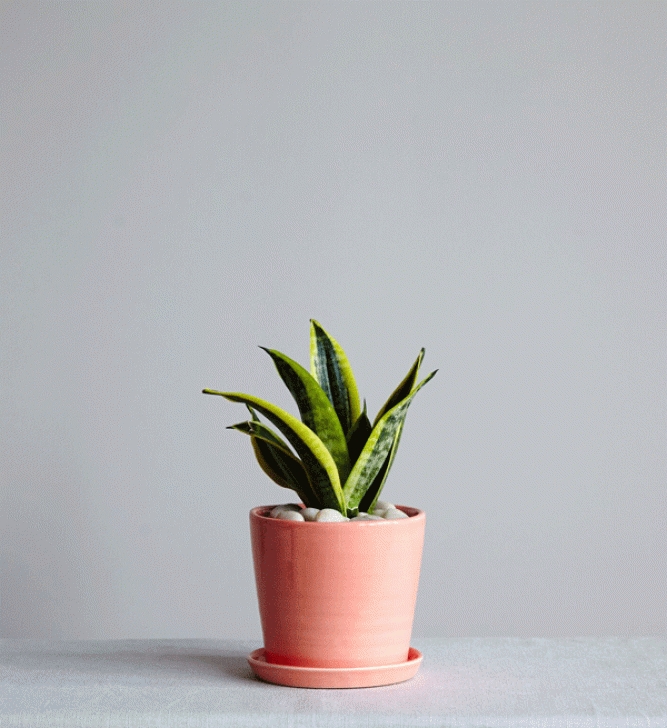 Low Light Plants For Bedroom The Best Plants For Bedrooms And Bathrooms, With The Sill Photo 827