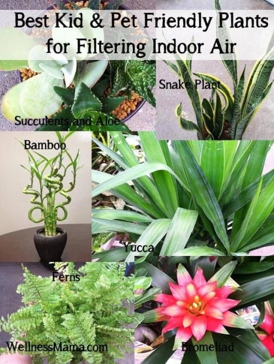 Low Light Plants For Bedroom Valuable Reference Relevant To Remodeling An Old House In Picture 503