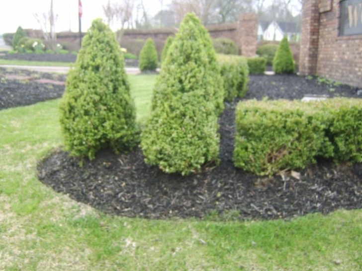 Low Maintenance Bushes And Shrubs Boxwood Landscaping Ideas | Green Mountain Boxwoods Grow Image 573