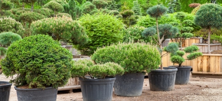 Low Maintenance Bushes And Shrubs Low-Maintenance Trees And Shrubs For The Landscape Photo 689