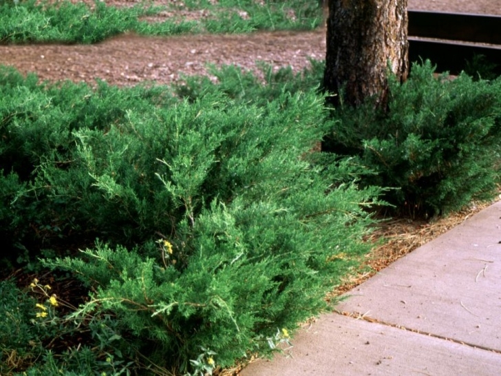 Low Maintenance Bushes And Shrubs Popular Landscaping Groundcovers And Shrubs | Diy Image 040