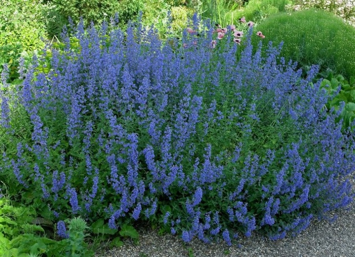 Low Maintenance Bushes And Shrubs The 25+ Best Low Maintenance Landscaping Ideas On Photo 570