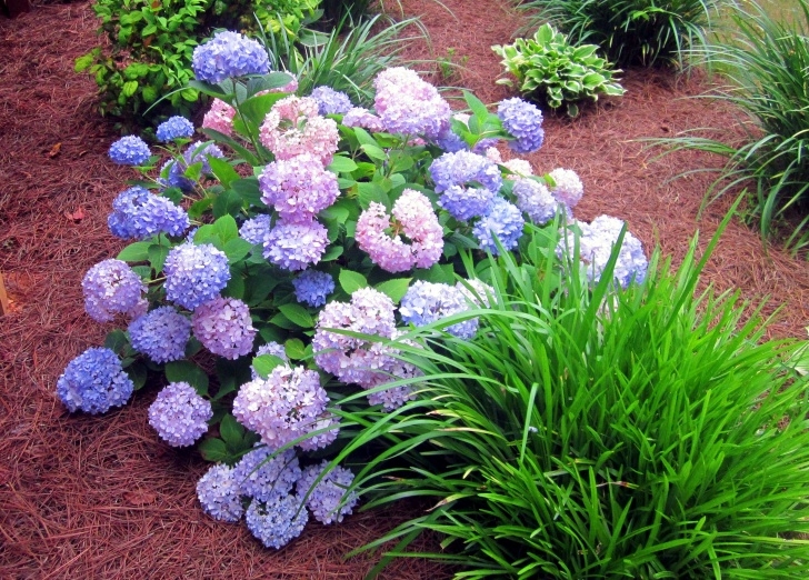 Low Maintenance Flowering Shrubs Best Low Maintenance Shrubs Or Flowers For Your Yard Image 323