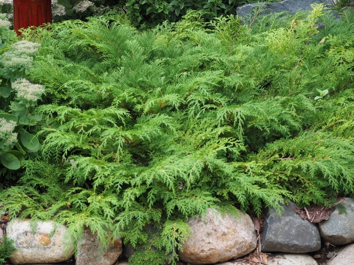 Low Maintenance Flowering Shrubs Low Maintenance Evergreen Shrubs - Knecht'S Nurseries Image 592