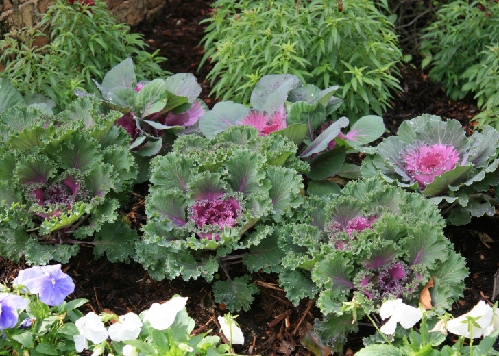 Low Maintenance Flowering Shrubs Low-Maintenance Plants Give Gardeners A Break Picture 473