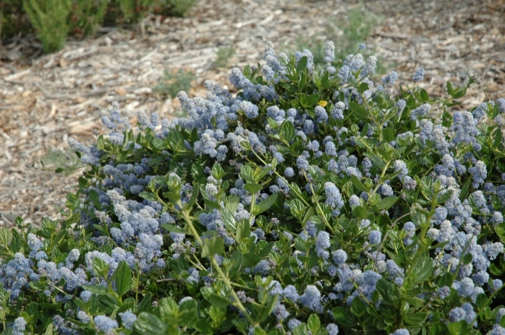 Low Maintenance Flowering Shrubs Outdoor: Enchanting Ceanothus Yankee Point For Garden Picture 273
