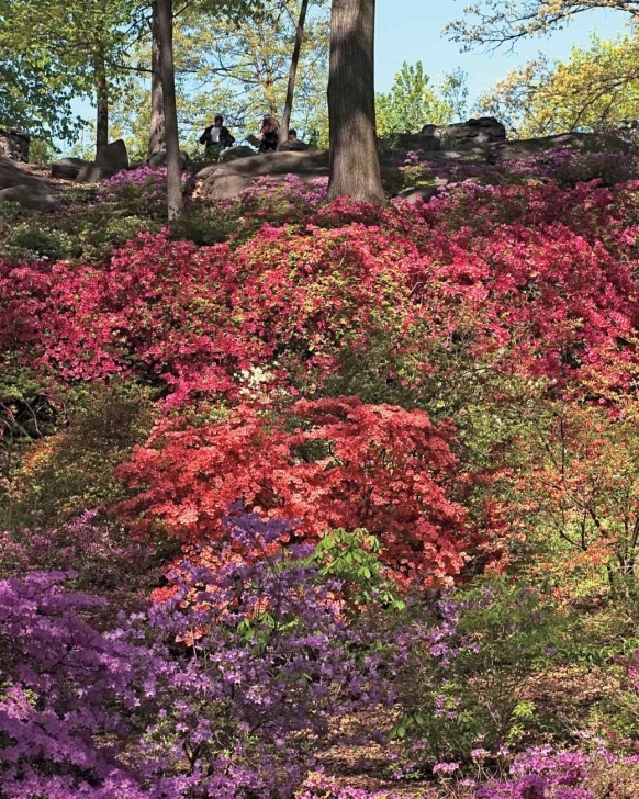Low Maintenance Flowering Shrubs The Low-Maintenance Garden: Easy Flowering Shrubs That Photo 026