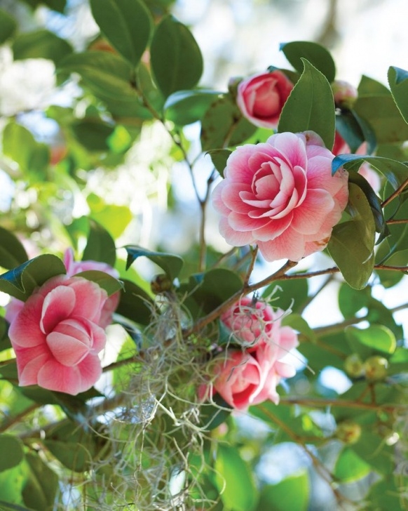 Low Maintenance Flowering Shrubs The Low-Maintenance Garden: Easy Flowering Shrubs That Picture 844