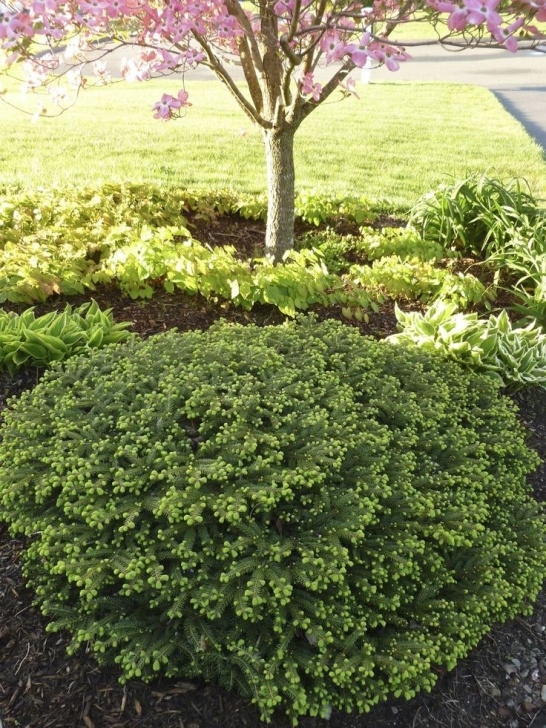 Low Maintenance Landscaping Bushes 206 Best Evergreens For Small Yards Images On Pinterest Image 762