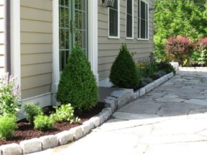 Low Maintenance Landscaping Bushes Amazon : Green Mountain Hybrid Boxwood - Lot Of 10 Photo 942 Low Maintenance Landscaping Bushes Amazon : Green Mountain Hybrid Boxwood - Lot Of 10 Photo 942