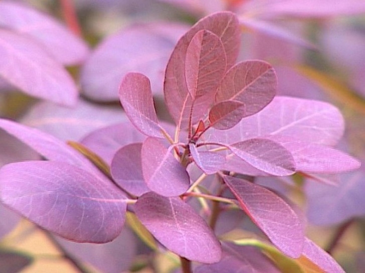 Low Maintenance Landscaping Shrubs Low-Maintenance Plants For Easy Landscaping | Diy Photo 155