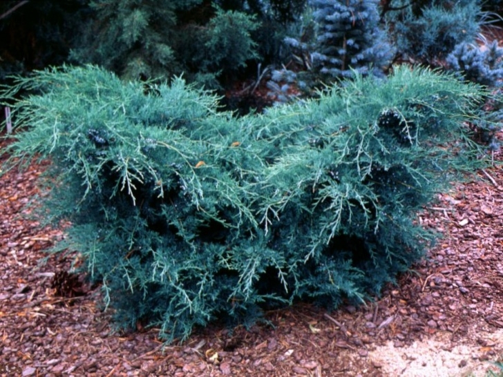 Low Maintenance Landscaping Shrubs Low-Maintenance Plants For Easy Landscaping | Diy Photo 753