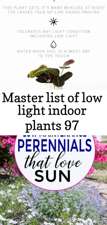 Low Maintenance Low Light Indoor Plants Low Light Indoor Plant- Prayer Plant Care Info These Low Picture 204