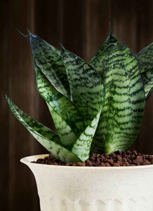 Low Maintenance Low Light Indoor Plants Low-Light-Loving Houseplants That Can Survive In Sun Picture 411