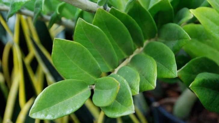 Low Maintenance Low Light Indoor Plants Melinda'S Garden: Low Maintenance, Low Light Indoor Plants Image 986