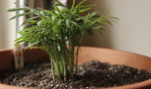 Low Maintenance Low Light Indoor Plants The Best Low-Maintenance, Pet-Friendly Houseplants Image 107