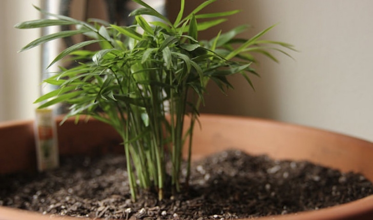 Low Maintenance Low Light Indoor Plants The Best Low-Maintenance, Pet-Friendly Houseplants Image 107