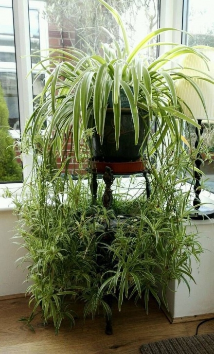 Low Maintenance Low Light Indoor Plants Top 10 Low-Maintenance & Low Light Houseplants For An Photo 288