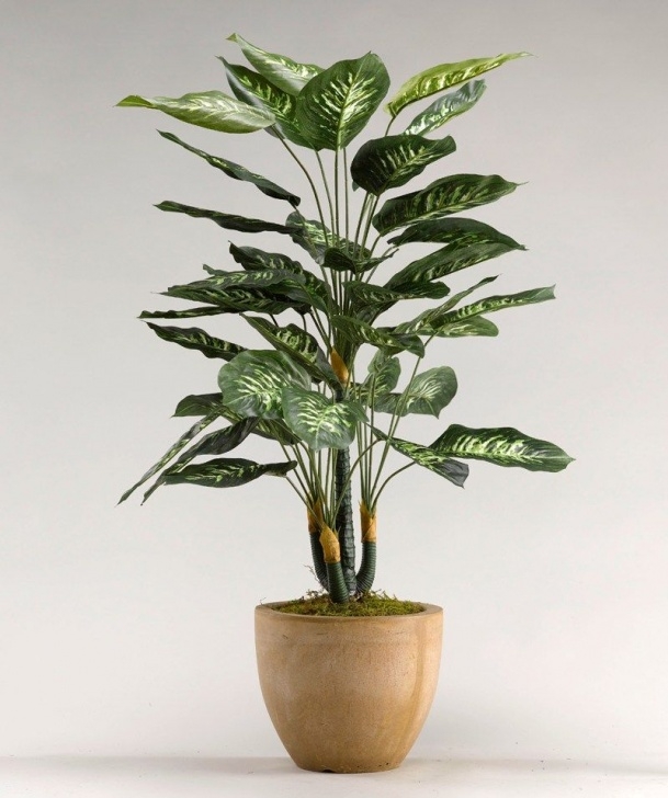 Low Maintenance Low Light Indoor Plants Top 10 Low-Maintenance & Low Light Houseplants For An Picture 855