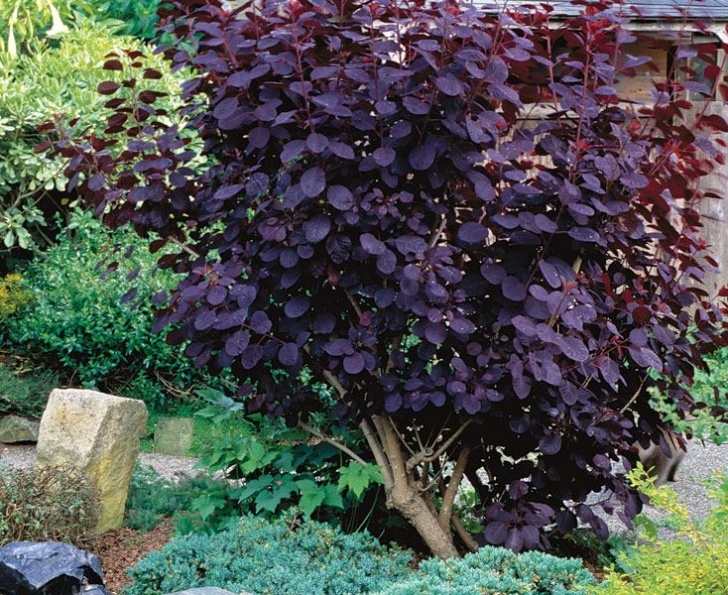 Low Maintenance Small Shrubs 133 Best Zone 9, Evergreen Images On Pinterest | Flower Image 596