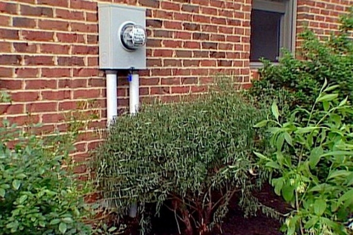 Low Maintenance Small Shrubs 17 Low-Maintenance Plants And Dwarf Shrubs | Diy Image 301