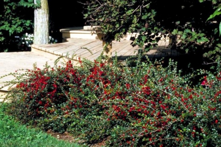 Low Maintenance Small Shrubs 17 Low-Maintenance Plants And Dwarf Shrubs | Diy Photo 025