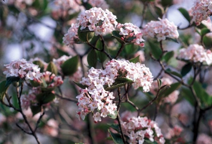 Low Maintenance Small Shrubs Choose These Durable Low Maintenance Shrubs For The Garden Image 299