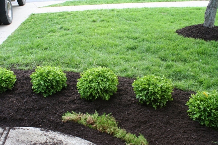 Low Maintenance Small Shrubs Favorite Bushes For Landscaping Ideas Design Decors Image Image 672