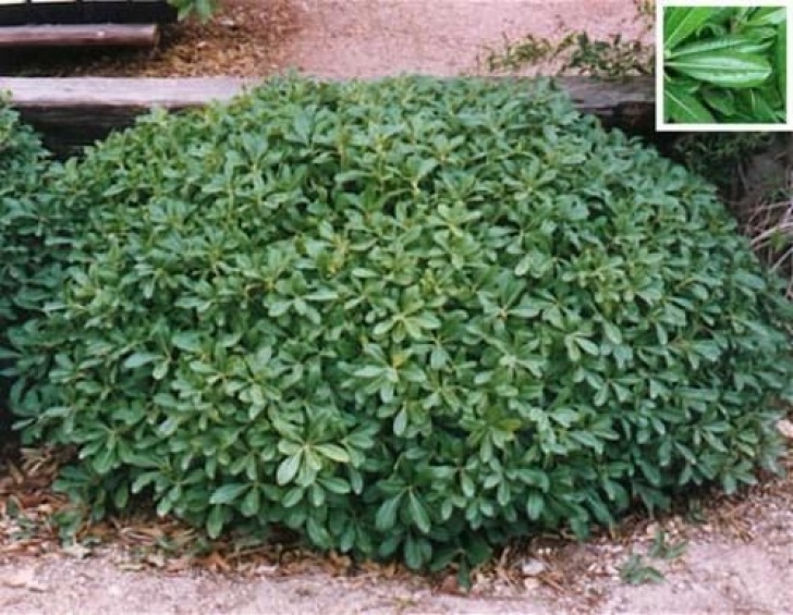 Low Maintenance Small Shrubs Gilbert Arizona Landscaping Plants List | Shrubs For Picture 817
