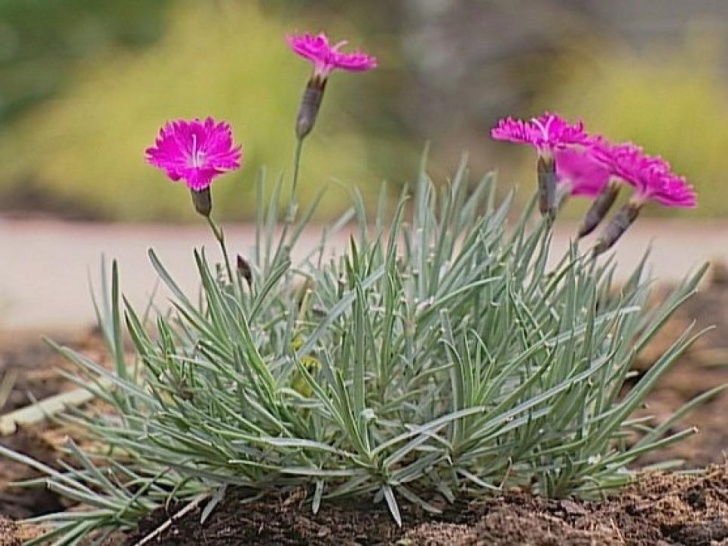 Low Maintenance Small Shrubs Low-Maintenance Plants For Easy Landscaping | Diy Picture 738
