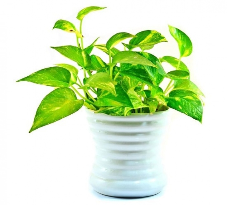 Low Maintenance Tall Indoor Plants 6 Easy Low Care Indoor Plants That Anyone Can Grow Photo 378