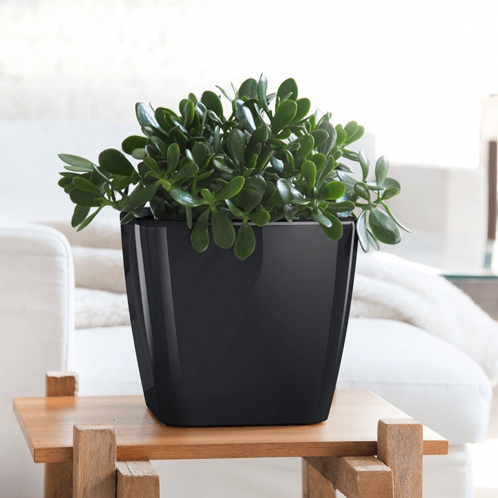 Low Maintenance Tall Indoor Plants 7 Low Maintenance Houseplants That Are Sure To Look Great Photo 849