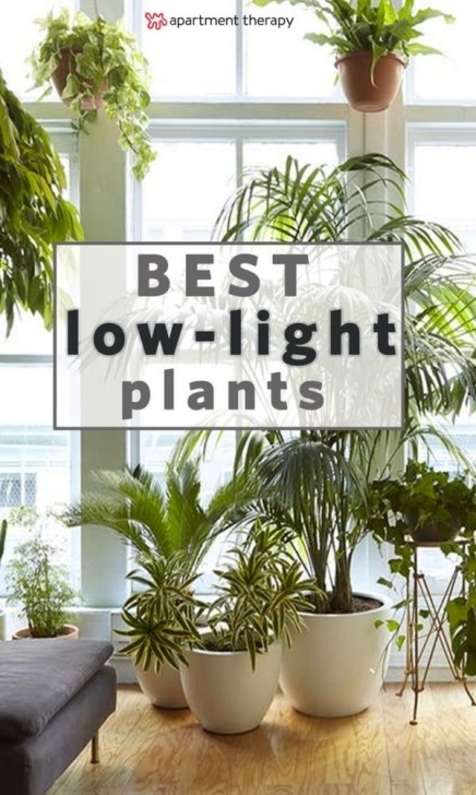 Low Maintenance Tall Indoor Plants 8 Houseplants That Can Survive Urban Apartments, Low Light Image 822