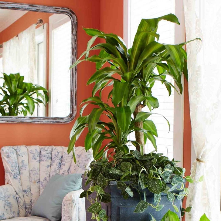 Low Maintenance Tall Indoor Plants Low Maintenance Indoor House Plants | Mycoffeepot Photo 847