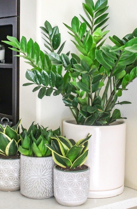 Low Maintenance Tall Indoor Plants Top 8 Low Maintenance House Plants For Beginners | Low Picture 198