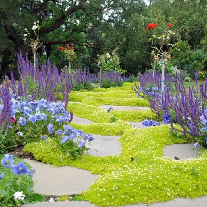 Low Maintenance Yard Plants Low-Maintenance Lawn Alternatives: Ground Cover | Ground Picture 924