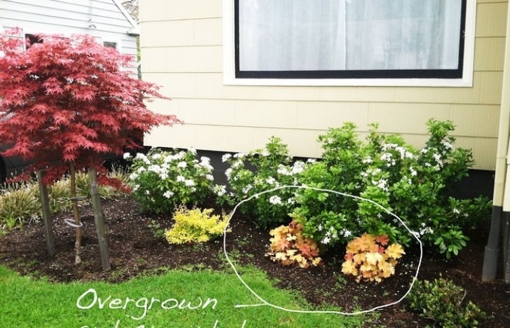 Low Maintenance Yard Plants Popular Landscape Bushes New Garden Best Ornamental Image 027