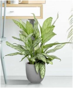 Low Sun Indoor Plants 40 The Best Indoor Plants That Don'T Need Sunlight You Photo 082
