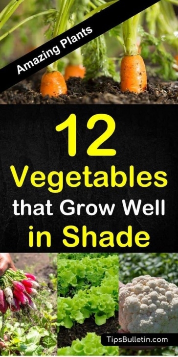 Low Sun Vegetables 19 Vegetables For Growing In Shade | Plants For Raised Picture 143