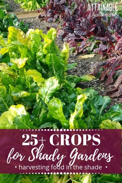 Low Sun Vegetables 25+ Crops That Grow In The Shade | Shade Garden, Organic Image 919