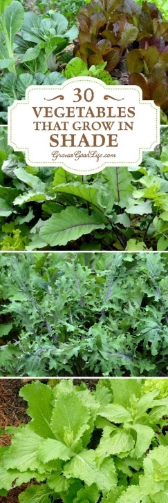 Low Sun Vegetables 30+ Vegetables That Grow In Shade | Shade Garden, Garden Picture 759