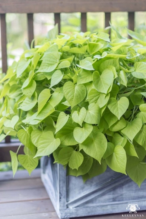 Low Sun Vegetables Four Low Maintenance Green Plants That Will Thrive In The Image 857
