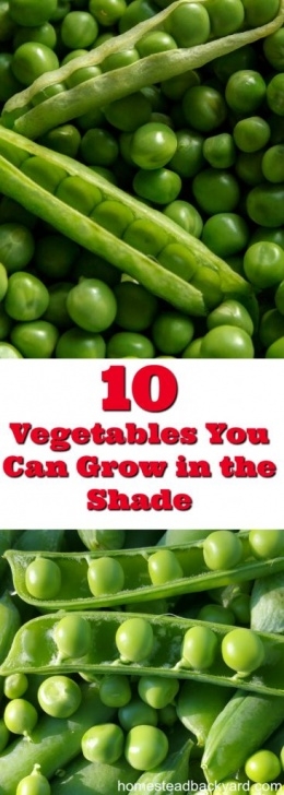 Low Sun Vegetables Vegetables You Can Grow In The Shade Photo 633