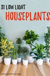 Low To No Light Plants 31 Low Light Houseplants That You Shouldn’t Miss Out | Low Photo 482