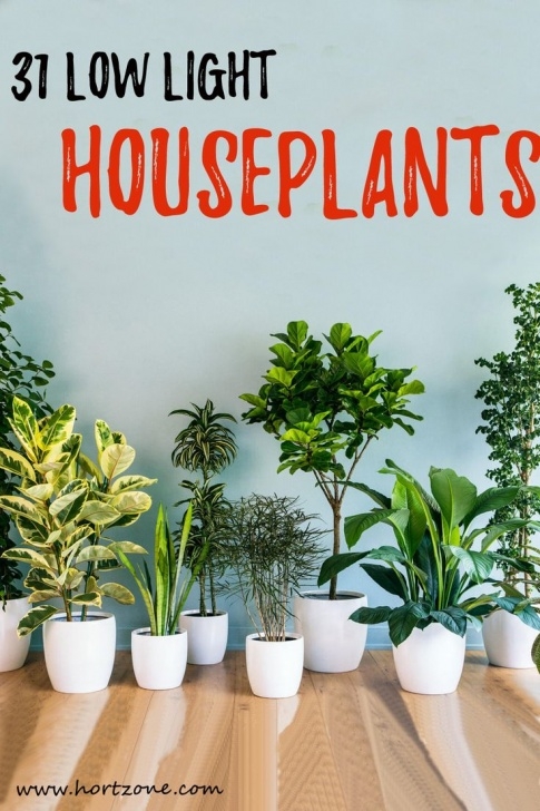 Low To No Light Plants 31 Low Light Houseplants That You Shouldn’t Miss Out | Low Photo 482