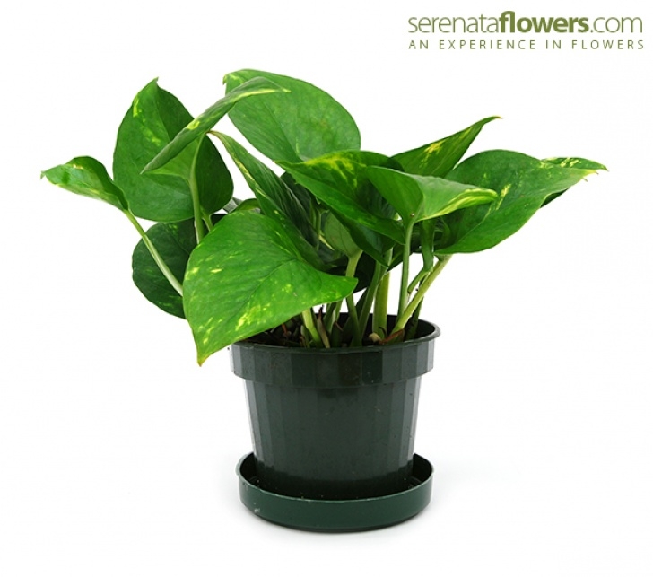 Low To No Light Plants 7 Low Light Plants For Any Room In The House Photo 923